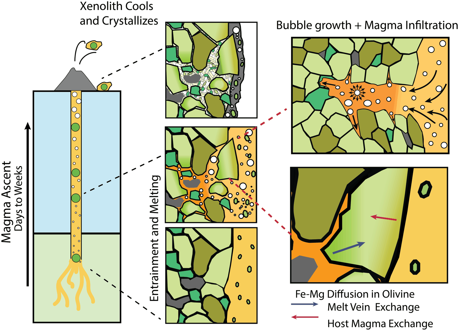 Cartoon of a xenolith rising in a magma-filled conduit, with zoomed panels showing melting along grain boundaries, bubble growth, magma infiltration and diffusion in olivine